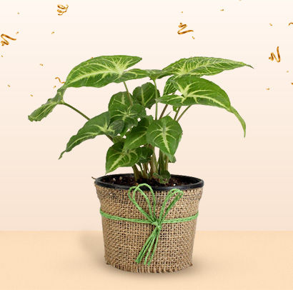 Plants for birthday