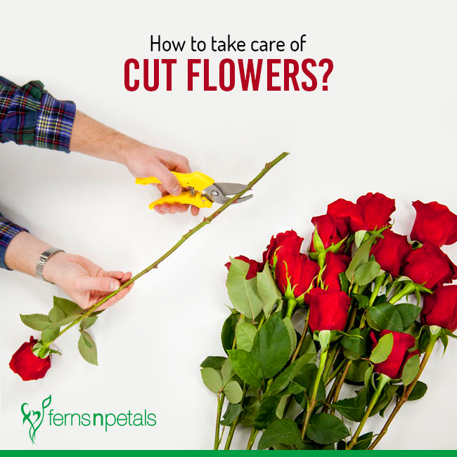 Take Care of Cut Flowers