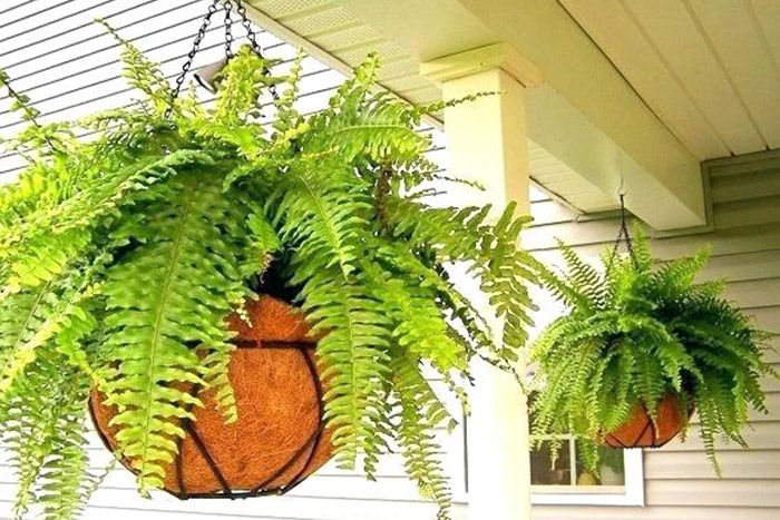 Boston Fern: