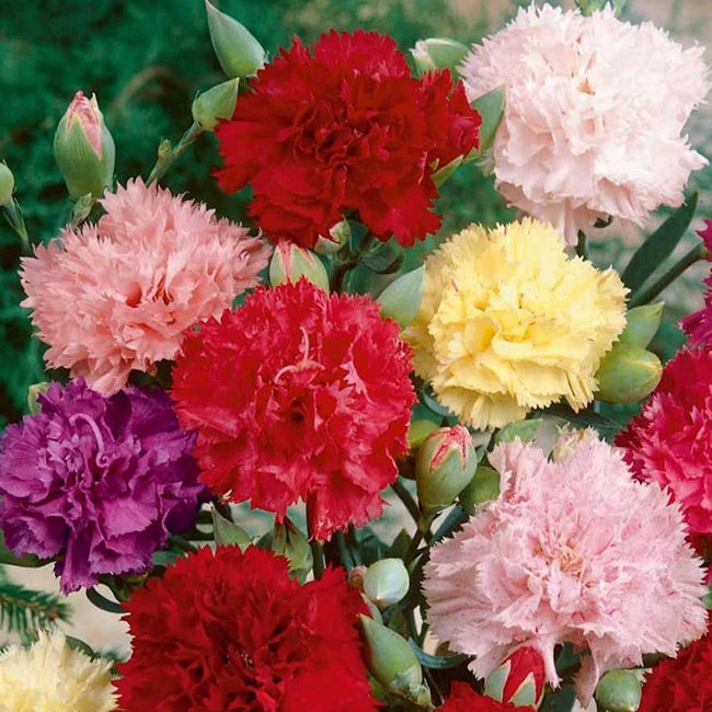 Carnation