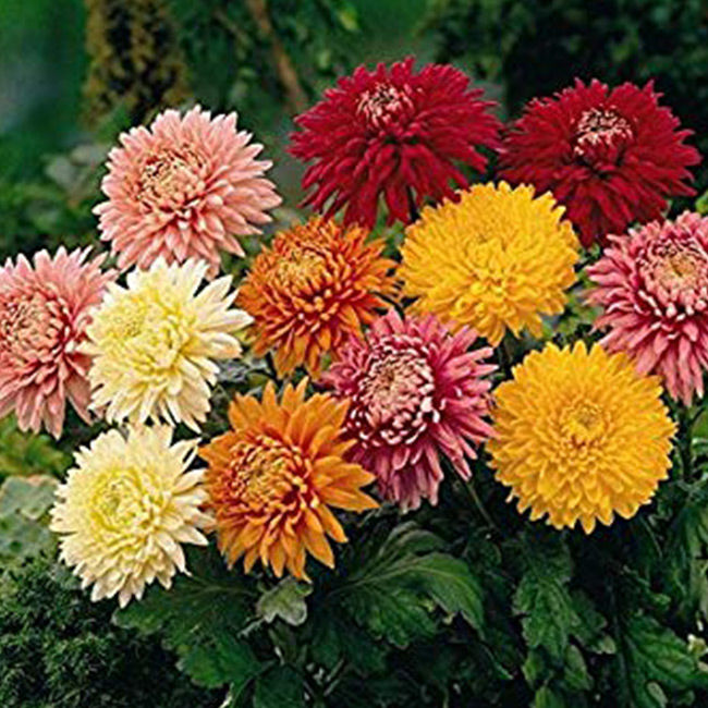 Chrysanthemum