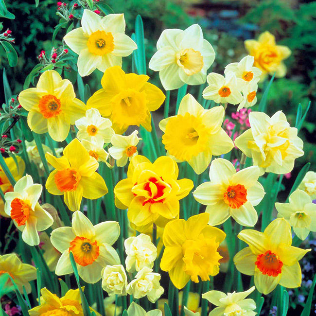 Daffodil
