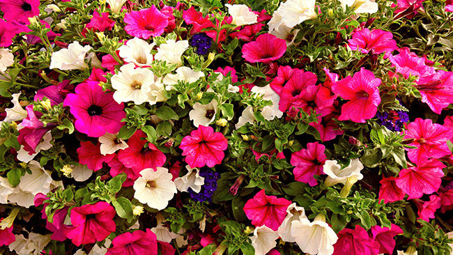 Petunias