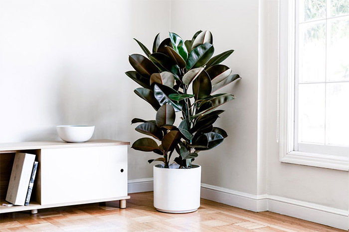 Rubber Plant