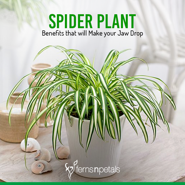 How to Care for Your Spider Plant and Get Maximum Growth