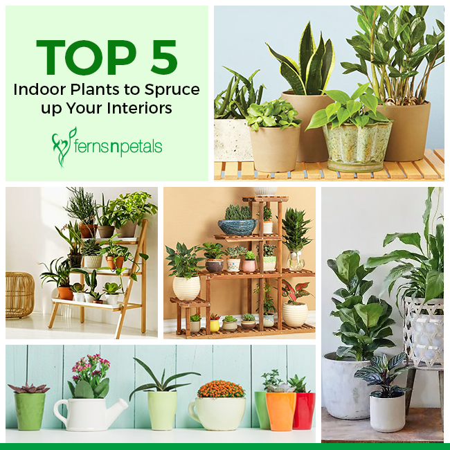 Top 5 Indoor Plants To Spruce Up Your Interiors - Ferns N Petals