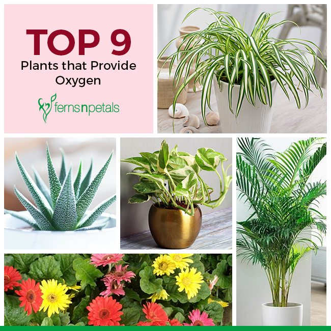 Plants that Provide Oxygen
