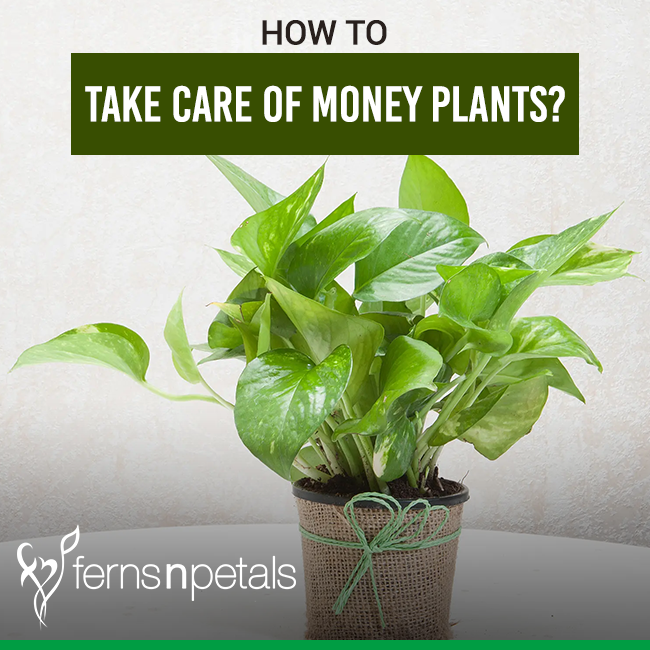 Money Plant