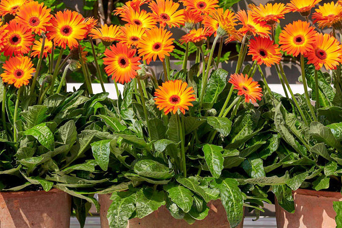 Gerbera Daisy