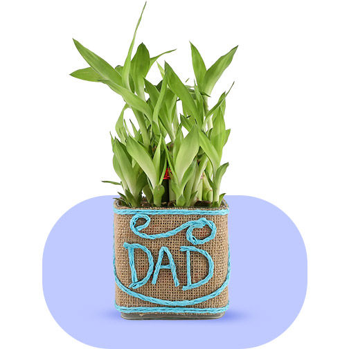 Plants for Fathers Day
