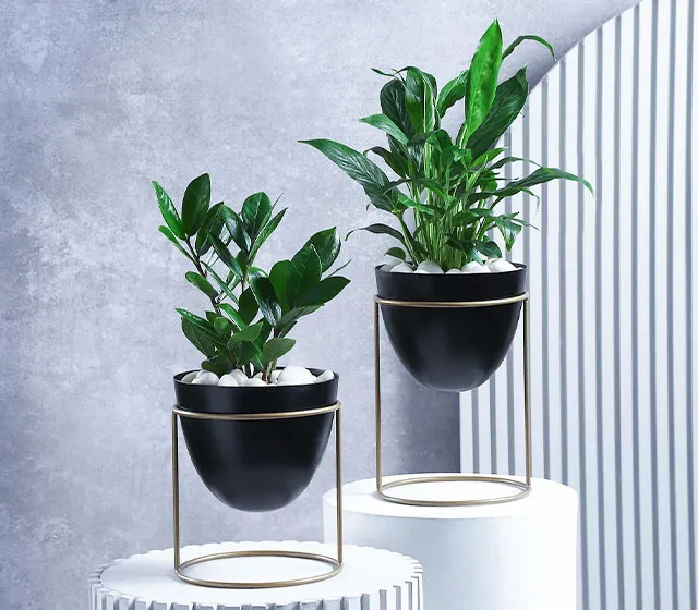 Luxury Plants