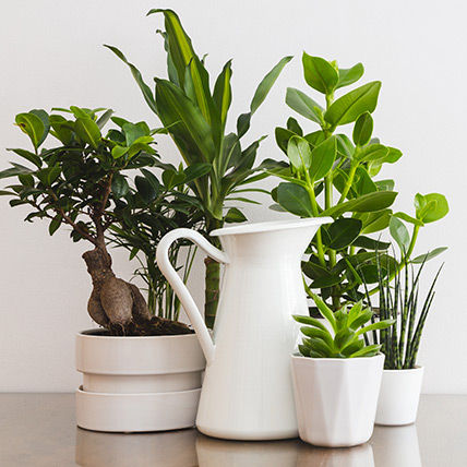 Plants Offer