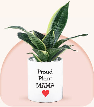 mother's day plant gifts