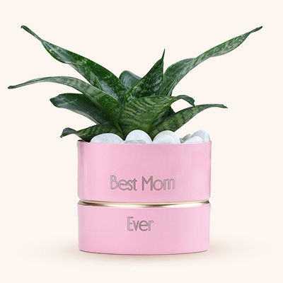 Personalised Plants For Mother Day