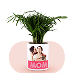mothers day plants