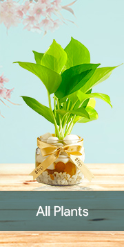 Plants