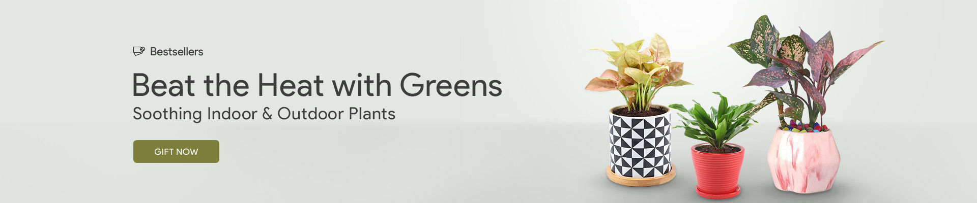 Plants Bestsellers