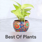 Best Of Plants