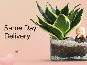 Same Day Delivery