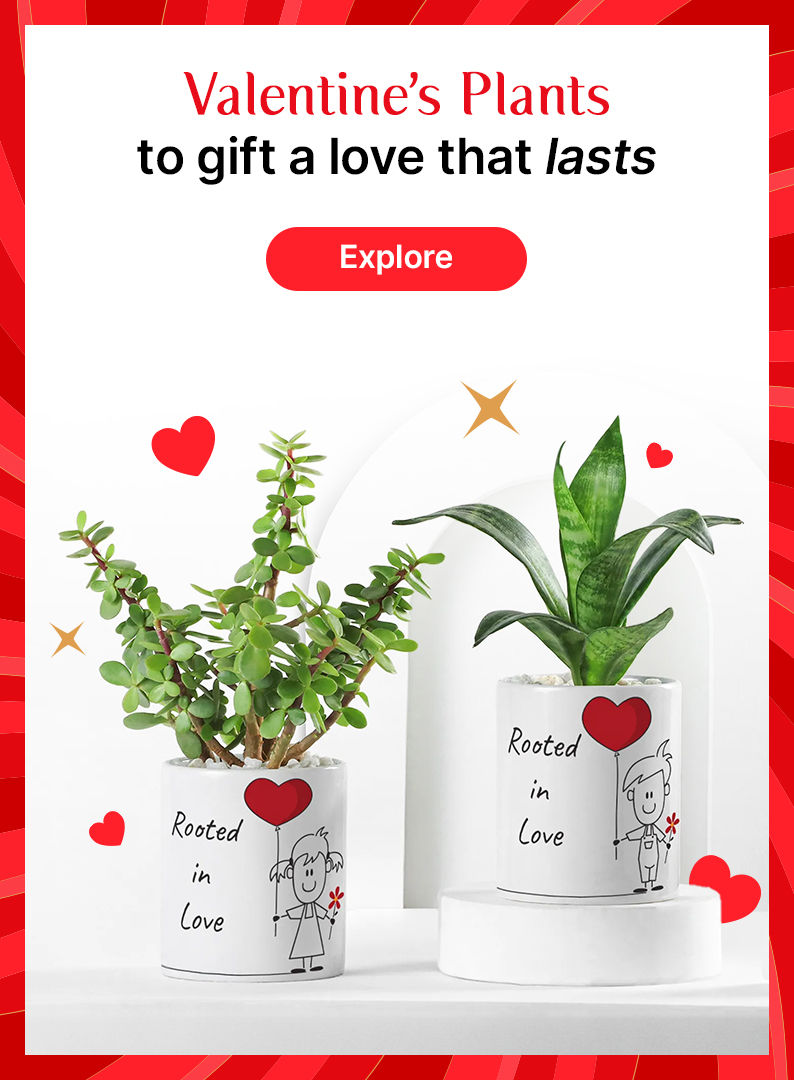 Valentines Plants