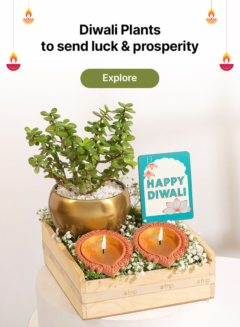 Diwali Plants