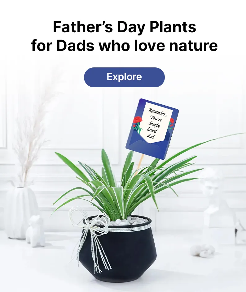 fathersday plants