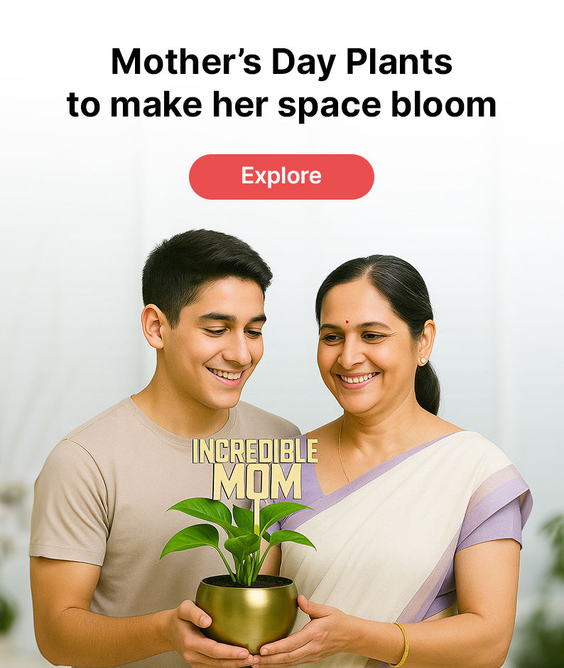 Plants