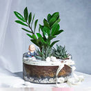 Plants