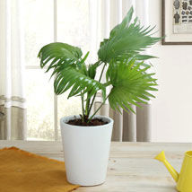 Areca-Palm-Plant