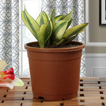 Sansevieria-Plant