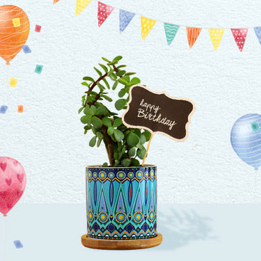 birthday Plant gift ideas