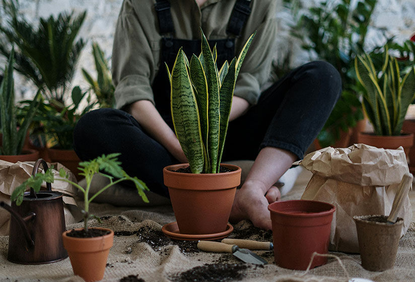 All Plants