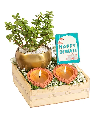 Diwali Plants
