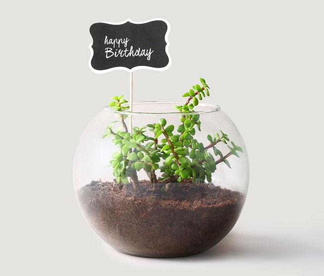 Glass Planters