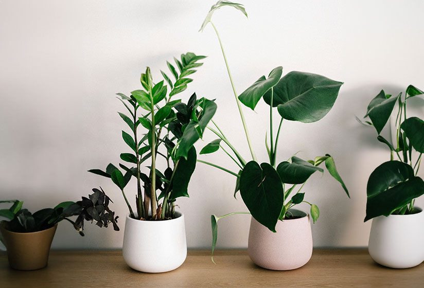 Green Gifts