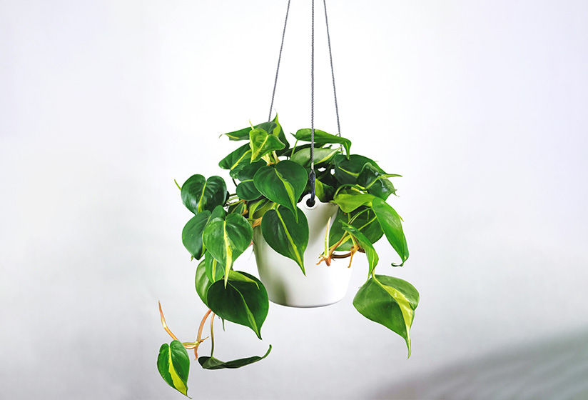Hanging Plants