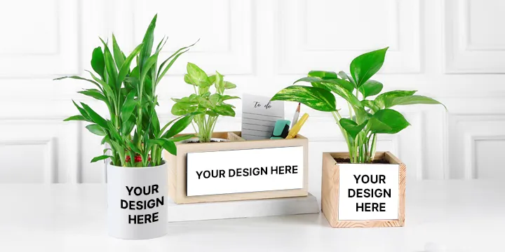 All Plants: ECO-Friendly Gifts Online at FNP