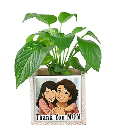 Best Selling Plants