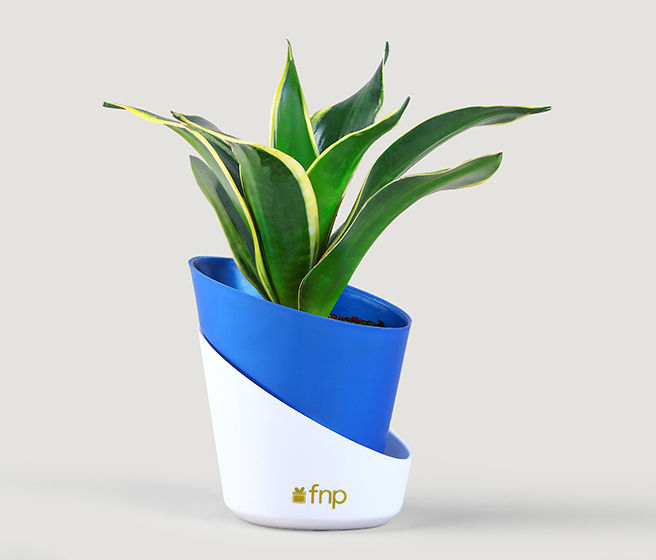 Plastic Planter