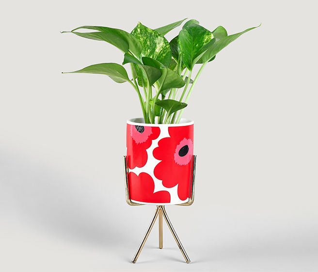 Pots with Stands