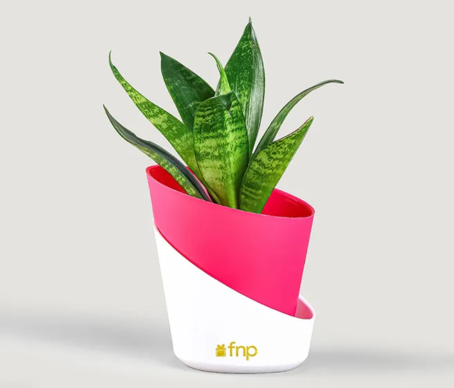 Self Watering Plants