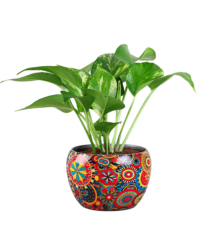 Best Selling Plants