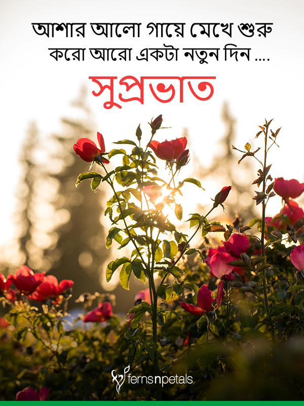 Unique Good Morning Wishes, Quotes and Messages In Bengali Online - FNP