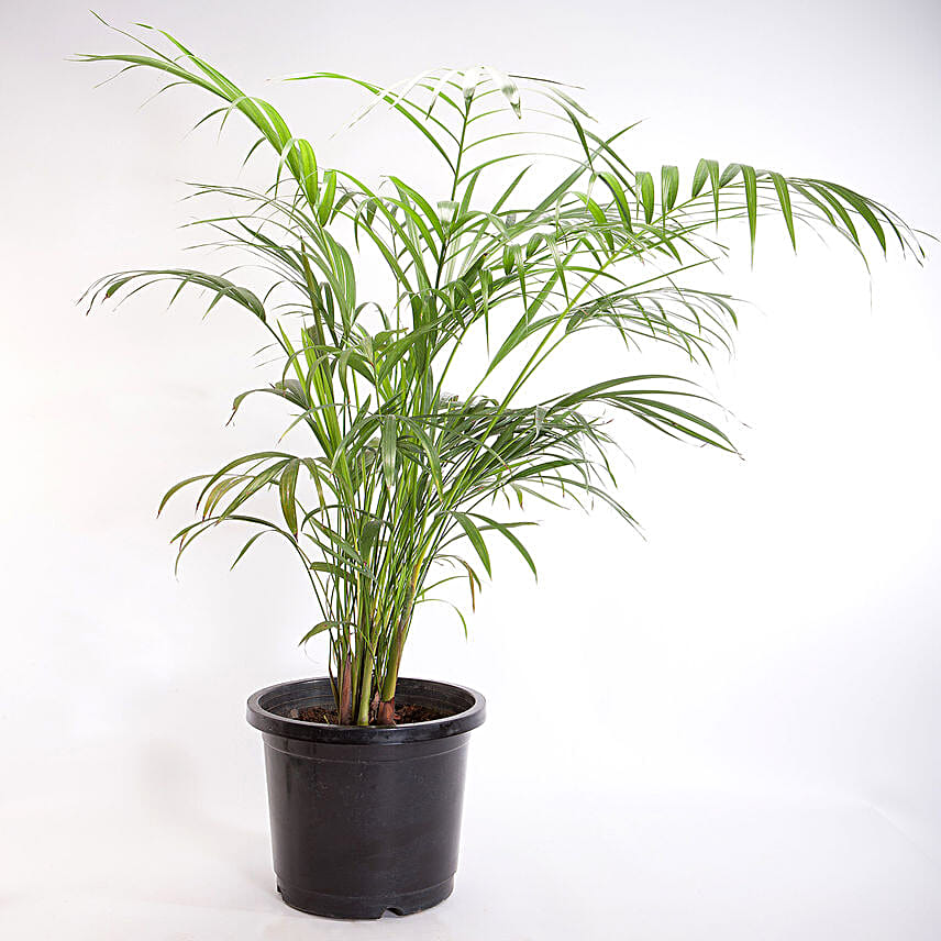 Areca Palm