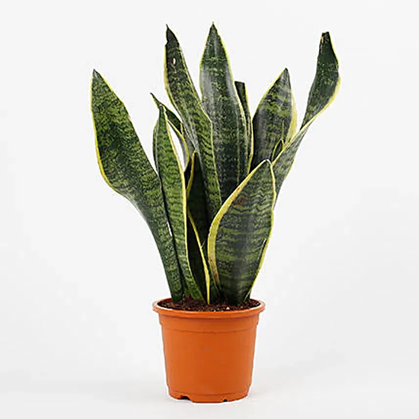 Snake Plant