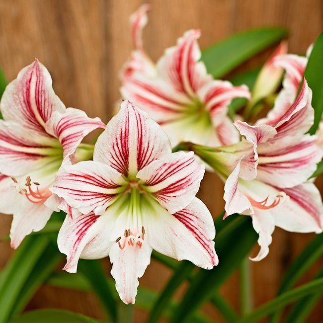 Amaryllis