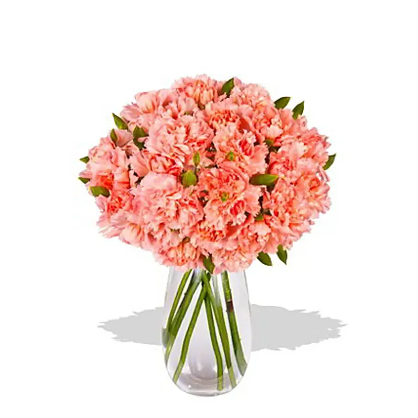 Pink Carnation:Carnations