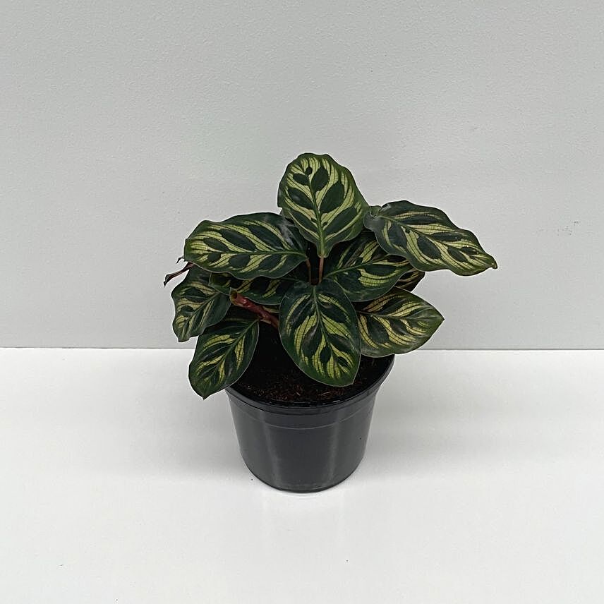 Calathea Makoyana Plant:Mother's Day Gift Delivery in Australia