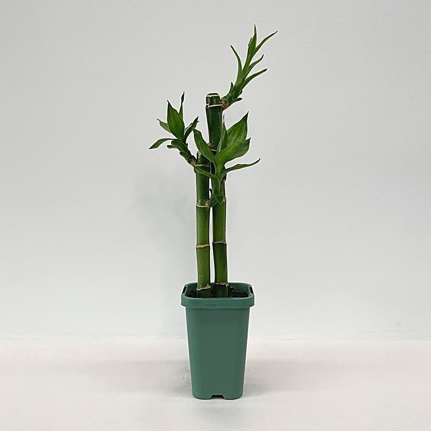 Dracaena Sanderiana Plant:Get Well Soon Gifts to Australia