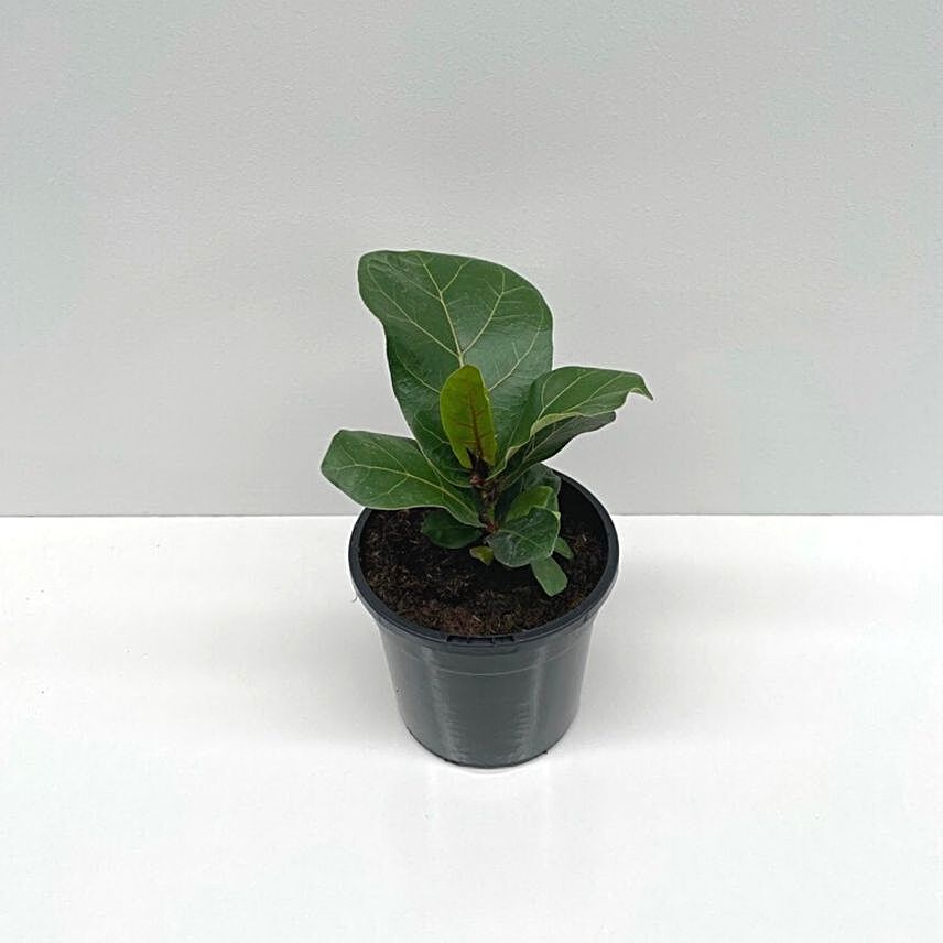 Fiddle Leaf Fig Plant:Anniversary Gift Delivery in Australia
